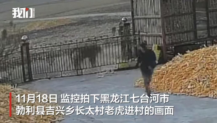 老虎撞击张大爷家院门，张大爷逃跑。图/新京报我们视频 