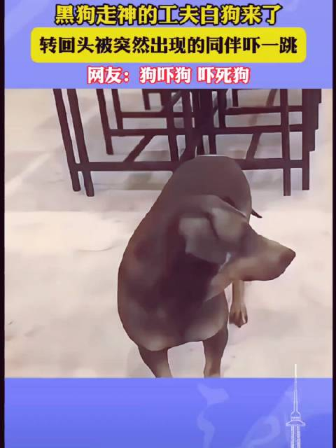 黑狗被白狗吓一跳:狗吓狗,吓死狗啊