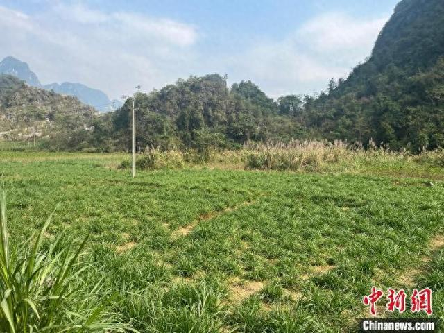 图为环江县下南乡波川村环江毛南绿峯种养基地外种植的牧草。韦佳秀 摄