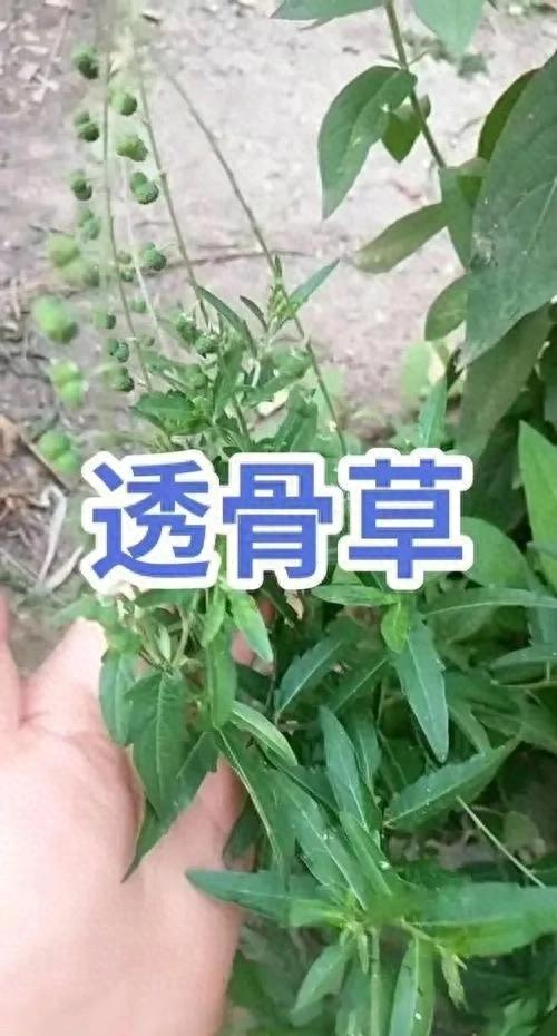 记住"追风透骨"这四个字,也就记住了它的名字.透骨草有何功效?