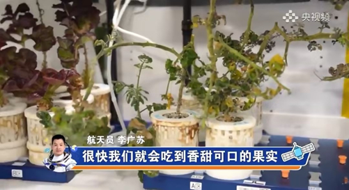 ▲空间站的太空菜园，来自央视频