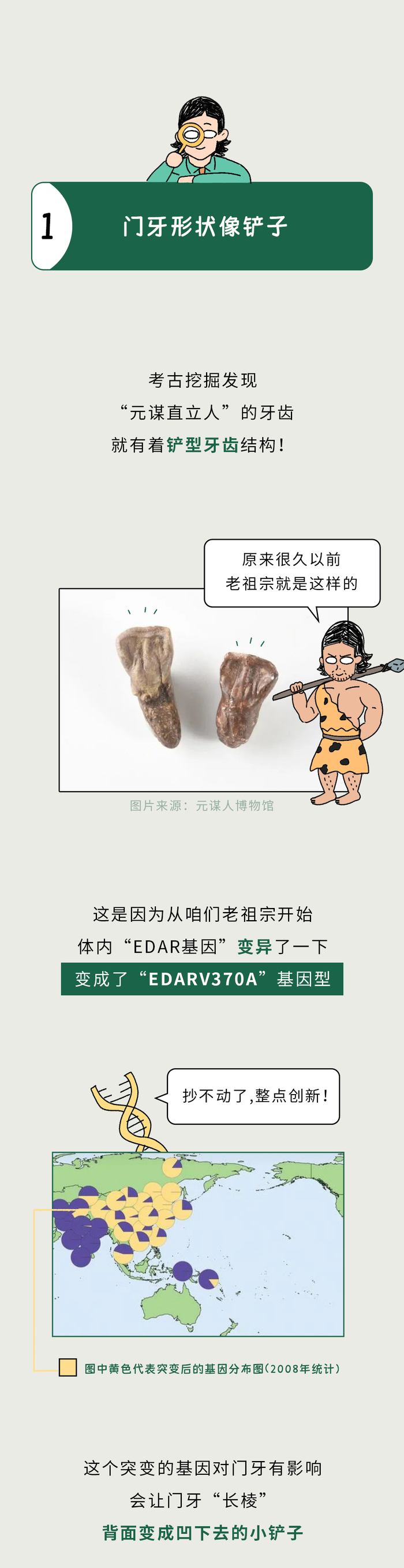 全世界为啥只有中国人的门牙像个小铲子？🧐_新浪新闻