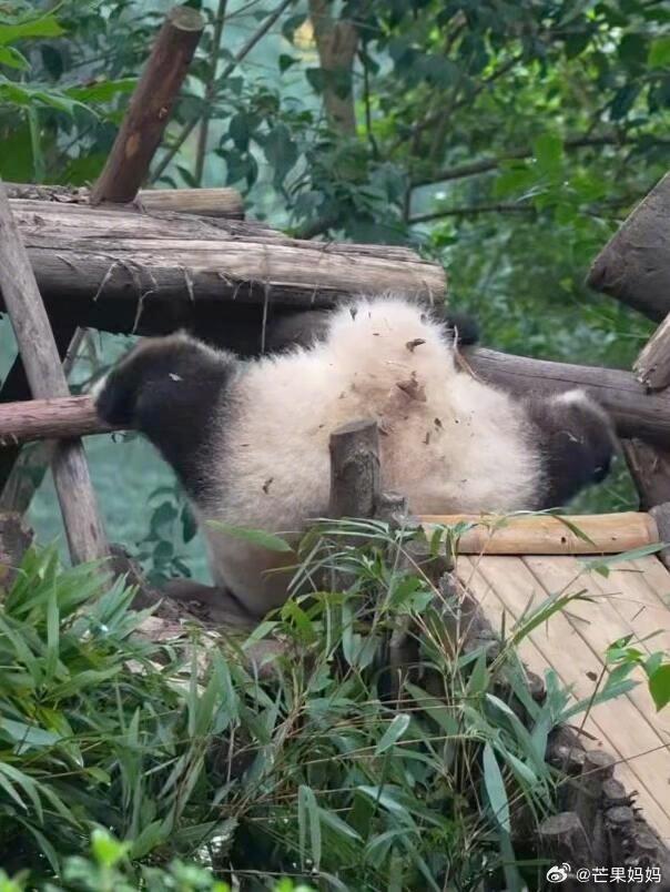 不是？花花摔倒怎么都那么可爱，有没有人来扶一下我们花局