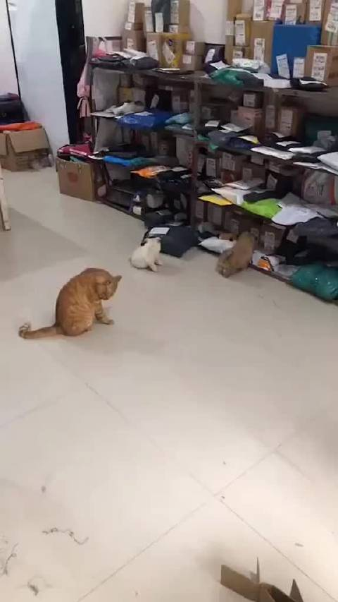 大橘为重小白:我已看淡生死