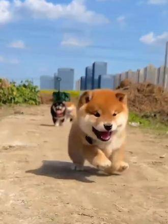 萌化了 柴犬宝宝 谁能抵挡小狗狗的魅力 豆柴 养狗的乐趣只有养了才