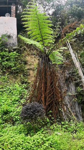 中华桫椤,(飞天蠄蟧)原始生态989898919191(恐龙)来自