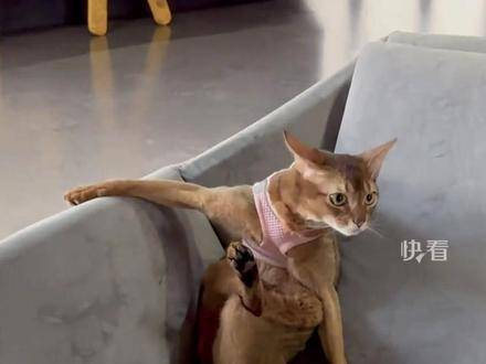 当猫咪模仿主人跷起二郎腿时,那份自在的韵味被它完美捕捉!
