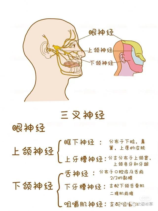 三叉神经的位置图片