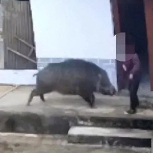 老人家中遭野猪攻击致死，官方通报_手机新浪网