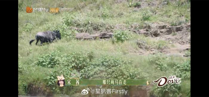 《花少5》这期赚我眼泪啊啊啊啊啊，看到被鳄鱼撕咬的角马…