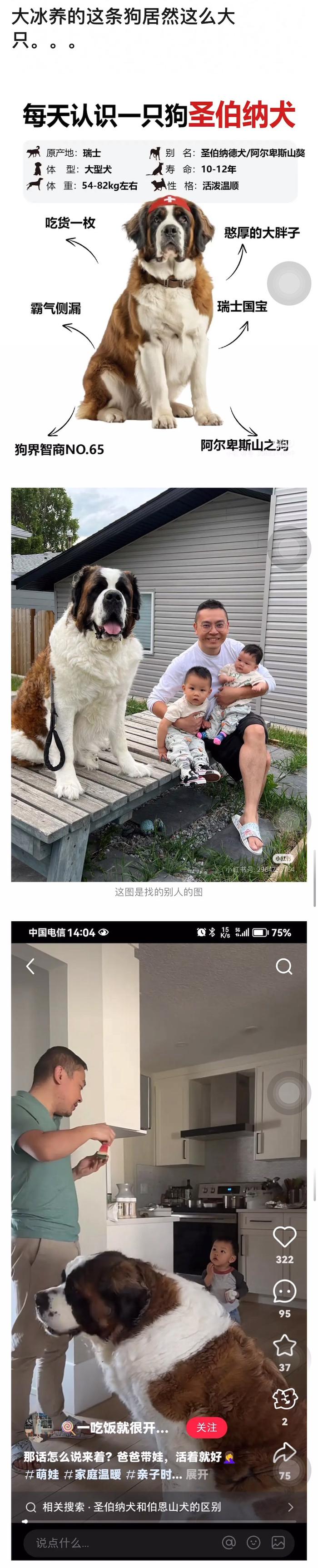 圣伯纳犬多大图片