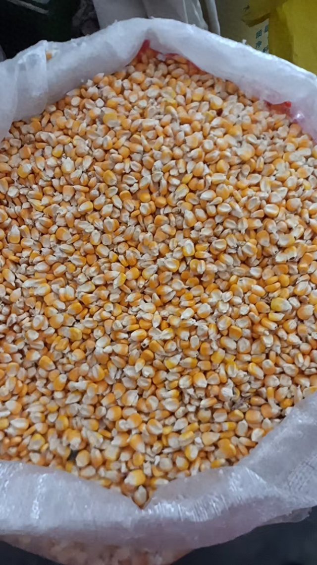 粮食收购商收购的玉米 财联社记者摄