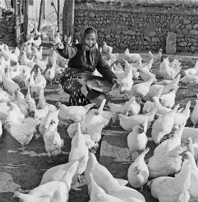 1980年，房山农民马素荣承包了大队养鸡场，全年收入7000多元，改变了养鸡场多年赔钱的状况。叶用才摄