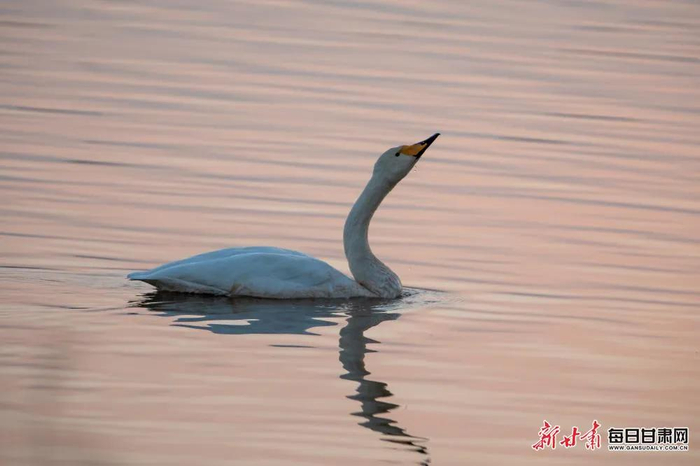 新甘肃·每日甘肃网通讯员 宋佳龙 摄影报道