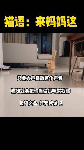 猫语,来妈妈这里,大声播放这个声音,猫咪会把你当成妈妈来找你,吸猫