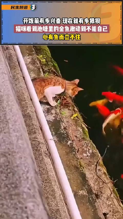 开饭前有多兴奋,现在就有多狼狈,猫咪看到池塘里的金鱼激动到不能自已