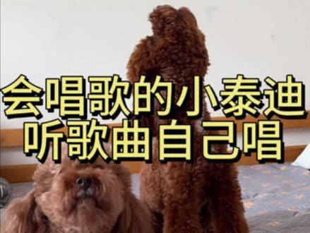 哈哈哈歌曲(哈哈哈歌曲抖音最火bgm)