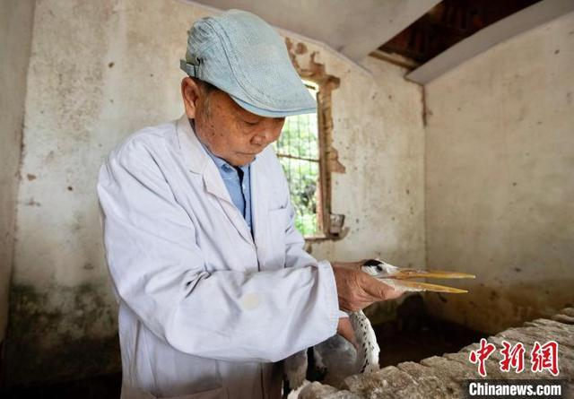 图为江西九江市都昌县多宝乡洞子李村“候鸟医院”，李春如在给候鸟做日常检查。尹志 摄