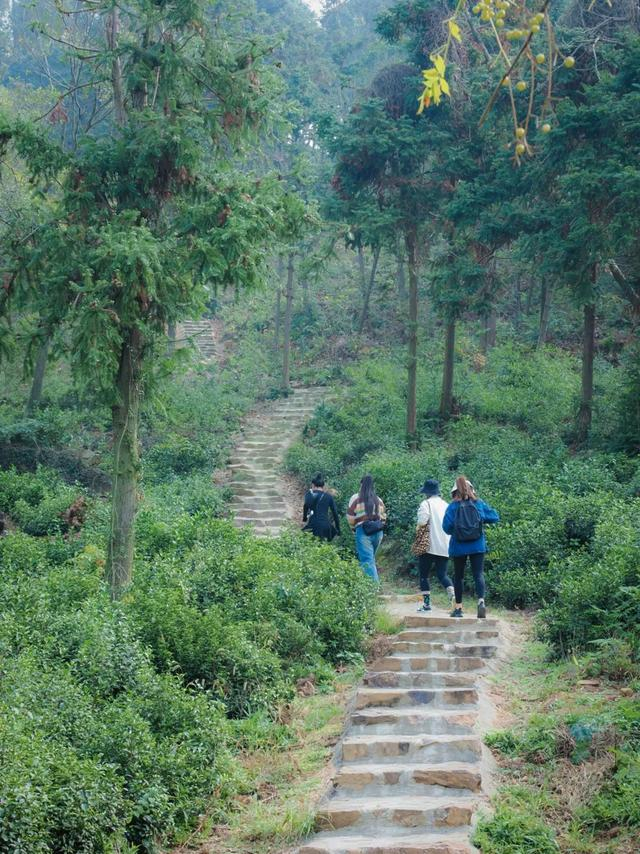 👉出行的游客可乘坐快8线公交车到“茶场”公交站，也可自驾前往，终点附近设有停车场