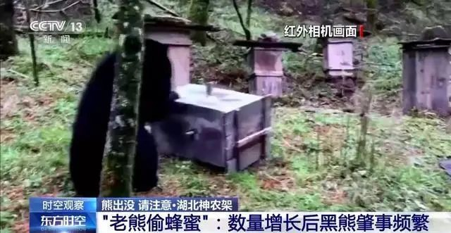湖北神农架居民养的蜜蜂引来了亚洲黑熊。图/央视新闻视频截图