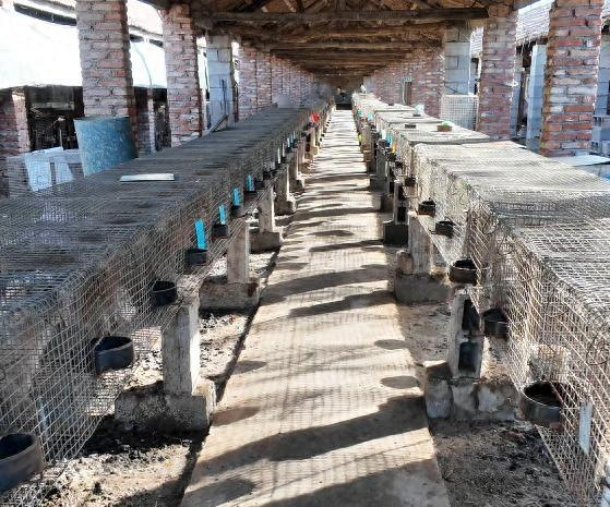 胡德银的宠物狗养殖基地。