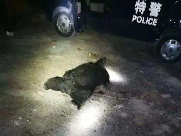 被击毙的黑熊。图/温度新闻