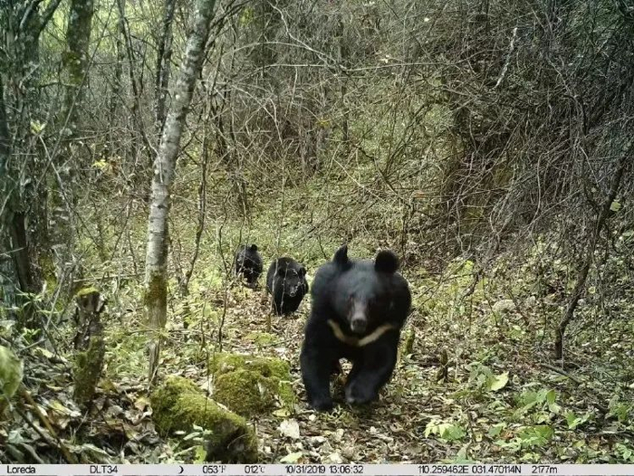 红外相机下的黑熊。图/神农架国家公园管理局