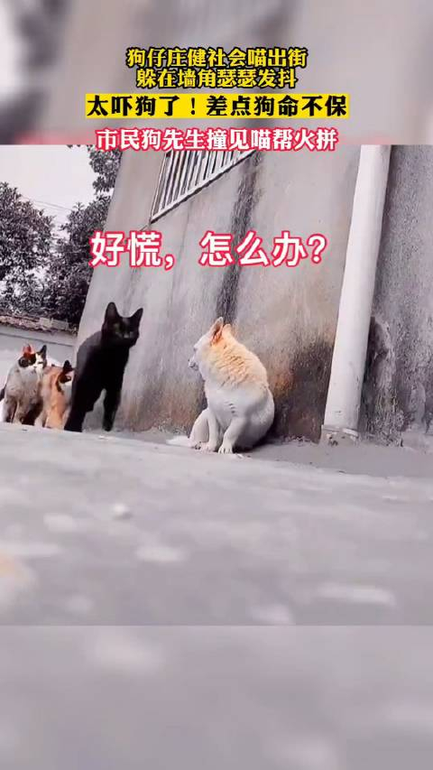 狗子出门碰到社会喵出街,躲在墙角瑟瑟发抖,太吓狗了!差点狗命不保
