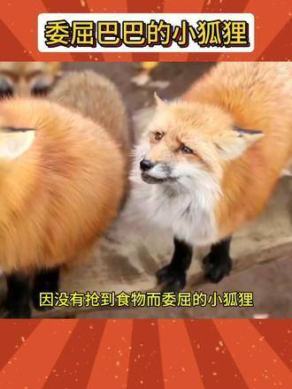 狐狸 动物的迷惑行为 萌化了