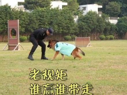 糯米警犬图片