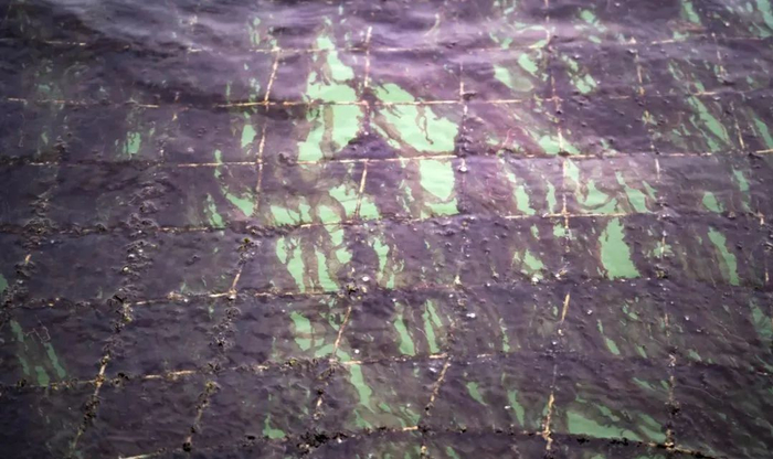 虽然紫菜的采收期较长，可以从十月一直持续到明年二月，但是属于“头水紫菜”采割却只有短短一周时间，一不留神，便会错过这道来自东海的宁波美食。