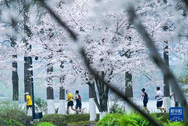 3月24日，2024武汉马拉松鸣枪开跑。参赛选手经过武汉东湖绿道。新华社记者 程敏 摄