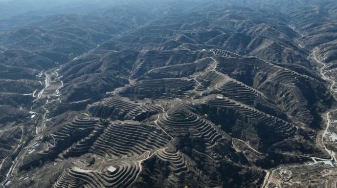 张家山镇“三村联建”青梨栽植基地俯瞰图 吴堡县融媒体中心张永强/摄