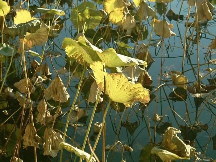 图为小红书博主盐海雪条使用CCD相机拍摄的照片。（受访者供图）