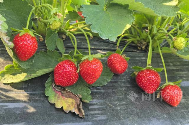 目前，成团草莓已在陆续上市中。今报记者王剑 摄
