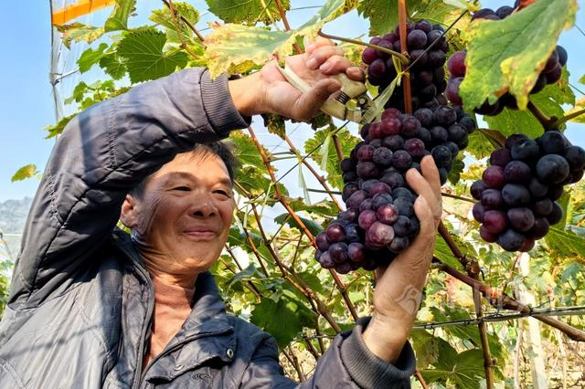 成团冬季鲁比葡萄也已上市。今报记者王剑 摄