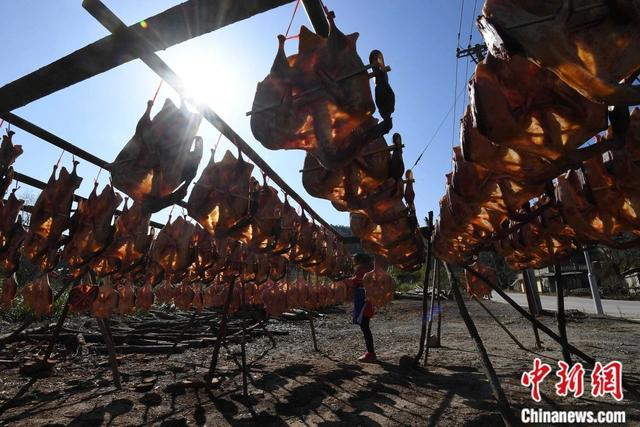 福建沙县郑湖乡制作板鸭的农户在忙着制作板鸭，为春节销售旺季做准备。中新社记者 张斌 摄