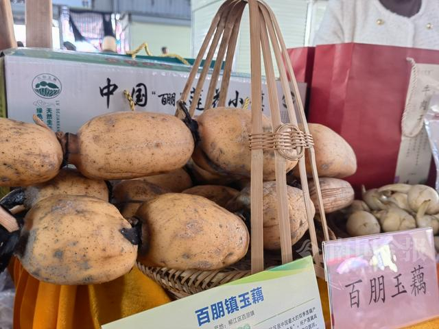 “柳江特色农产品展示区”里展示的百朋玉藕。今报记者袁巧玲 摄