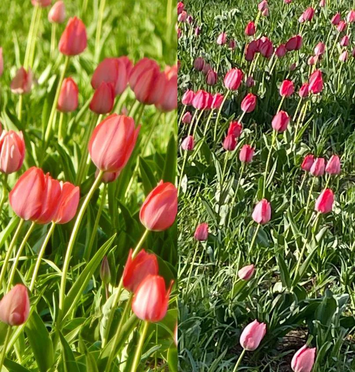 图为小红书博主盐海雪条使用CCD相机和智能手机拍摄图对比（左侧图为CCD拍摄）