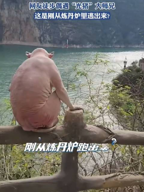 网友徒步偶遇"光猪"大师兄,这是刚从炼丹炉里逃出来吧?