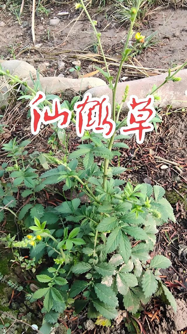 小中药大疗效:仙鹤草(仙鹤草之新用十二则)