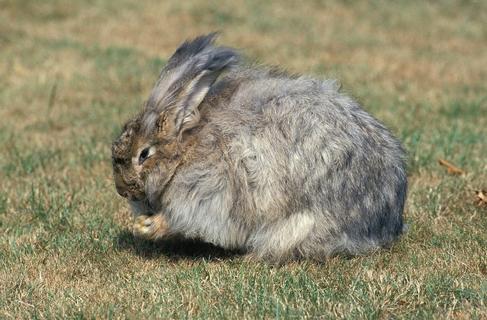 安哥拉兔。图/IC