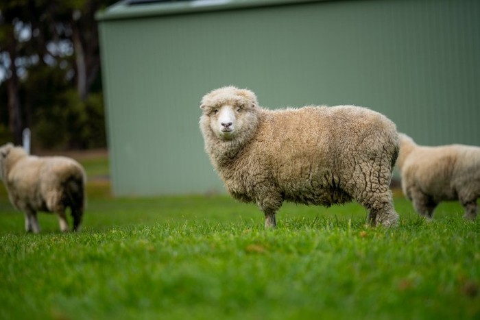 美利奴羊。图/IC