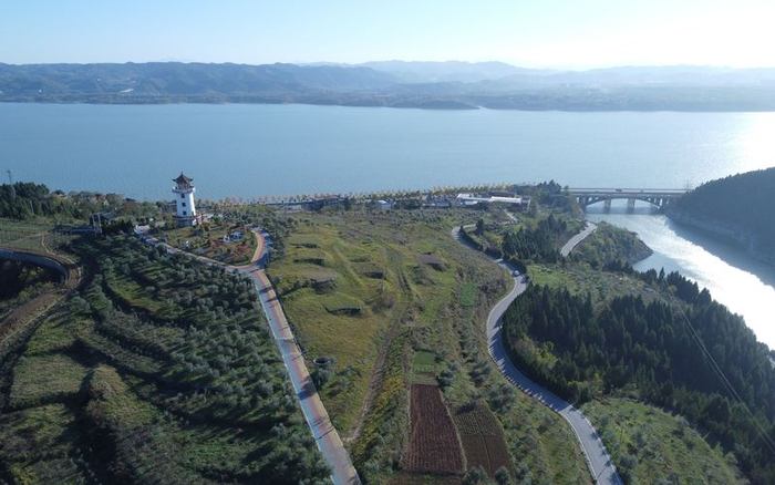 11月29日，湖北十堰郧阳，汉江边上的油橄榄园。新京报记者 周怀宗 摄