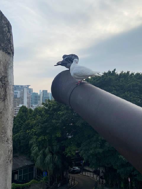 站着的和平鸽图片