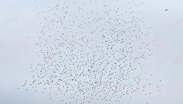 演出途中无人机意外掉落。图/视频截图