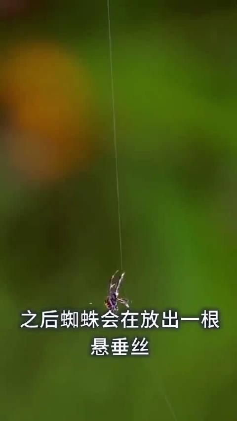 蜘蛛结网过程图片