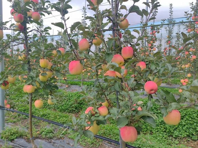 （茂县矮化密植新品种苹果 王建明摄）