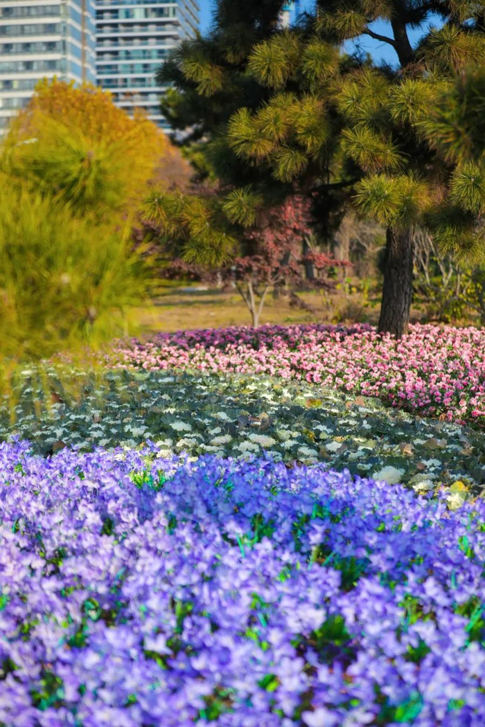 19万株花卉闪亮登场尽现美丽日照冬日魅力