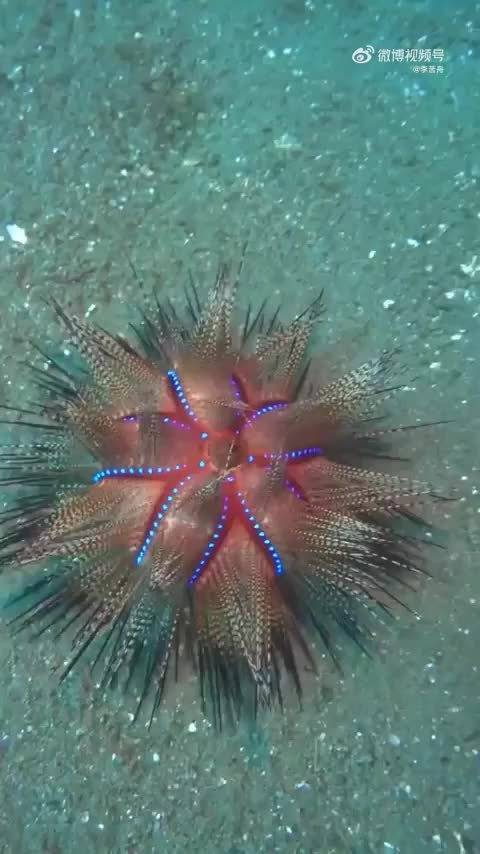 海胆,海洋中的奇异生物,拥有圆球状身躯,覆盖着锋利的刺